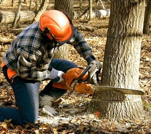 Tree Removal in Mobeetie, TX